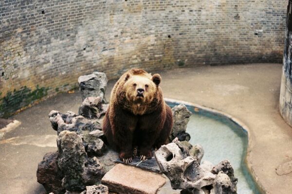 Aniversarea urșilor de la Zoo Brașov aduce răsfăț culinar pentru animale și activități inedite pentru vizitatori