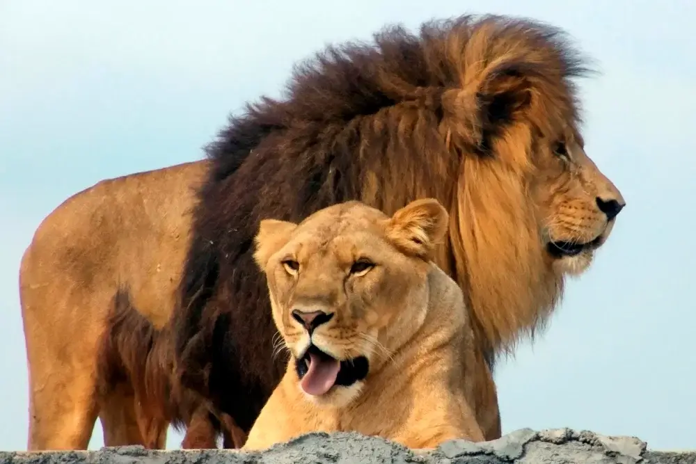 Vizită de familie la Zoo Brașov: atracții moderne, animale rare și loc de joacă.