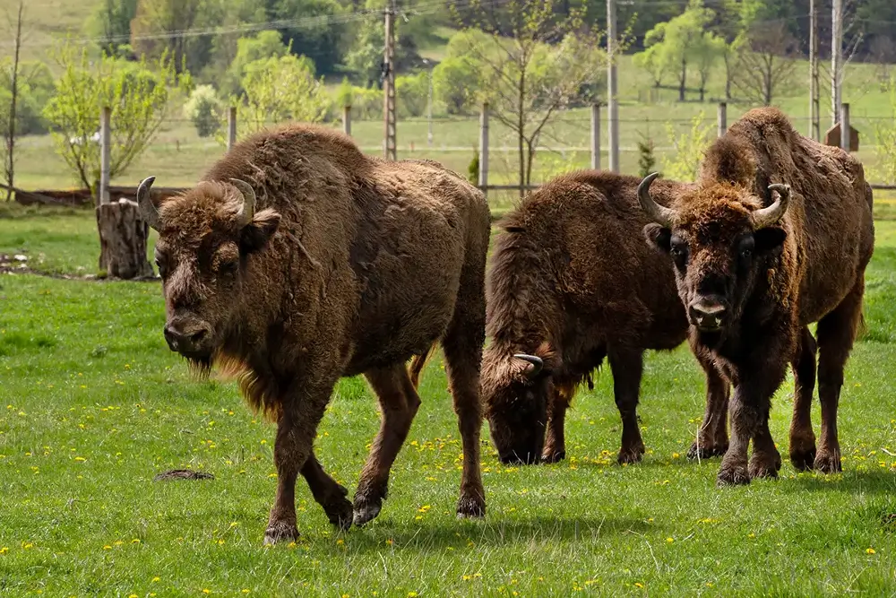 Zimbru european in tarcul de pasune al Rezervatiei Valea Zimbrilor Vama Buzaului