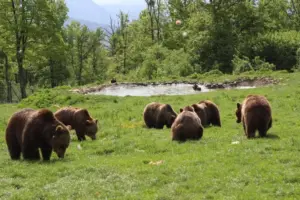 Imagine a Sanctuarului de Urși Libearty din Zărnești, cel mai mare din lume, unde urșii salvați trăiesc liber.