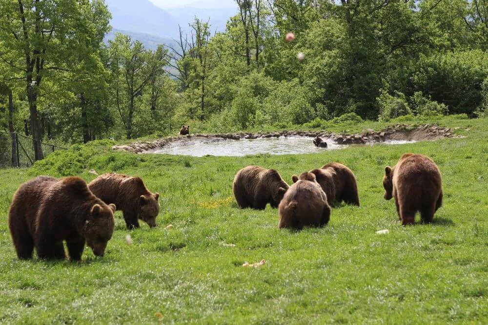 Imagine a Sanctuarului de Urși Libearty din Zărnești, cel mai mare din lume, unde urșii salvați trăiesc liber.